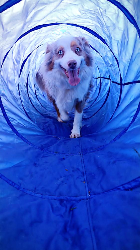 Australian Shepherd — agility
