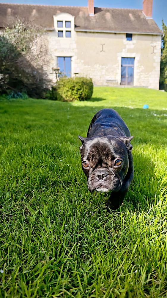 Bouledogue devant le Manoir de la Messardière
