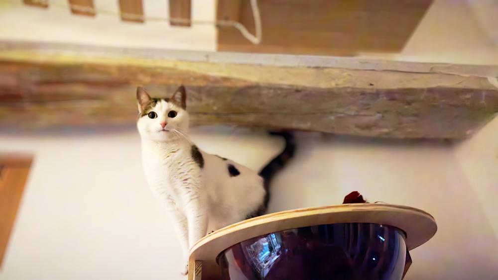 Chat blanc curieux