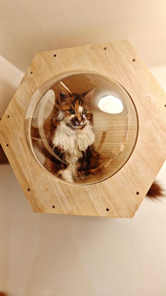 Chat dans bulle hexagonale