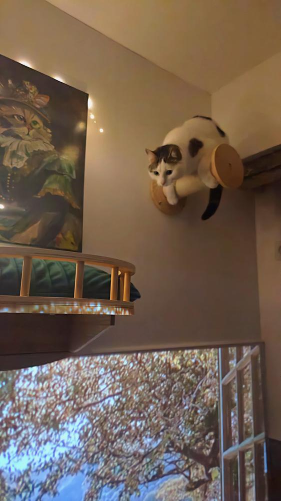 Chat perché en hauteur