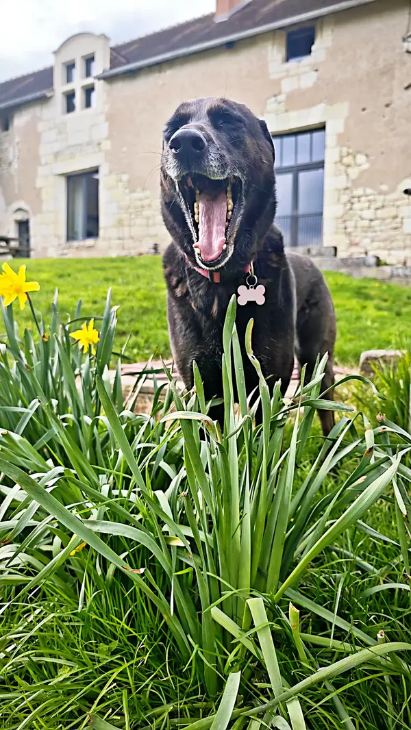 Chien heureux devant le Manoir