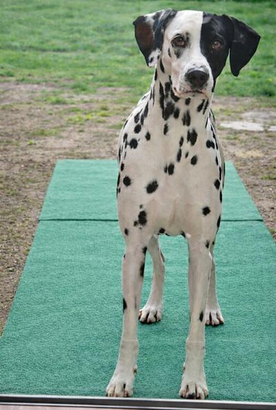 Dalmatien