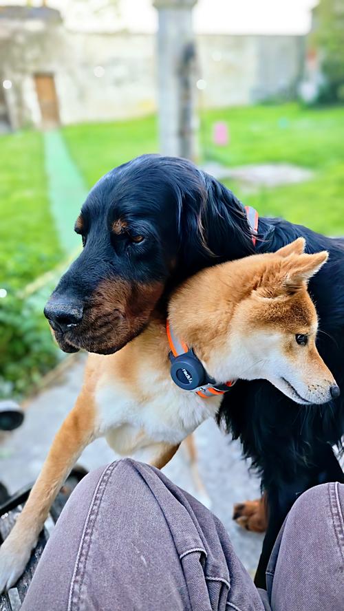 Deux chiens complices