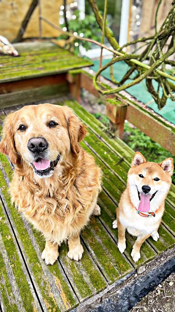 Golden et Shiba — terrasse du Manoir