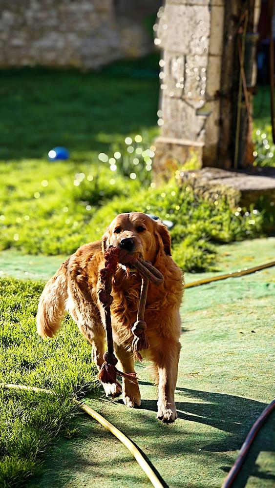 Golden Retriever dans les jardins