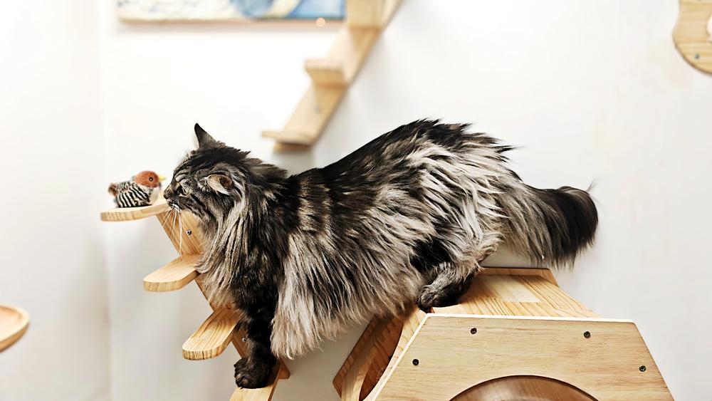Maine Coon sur structure bois