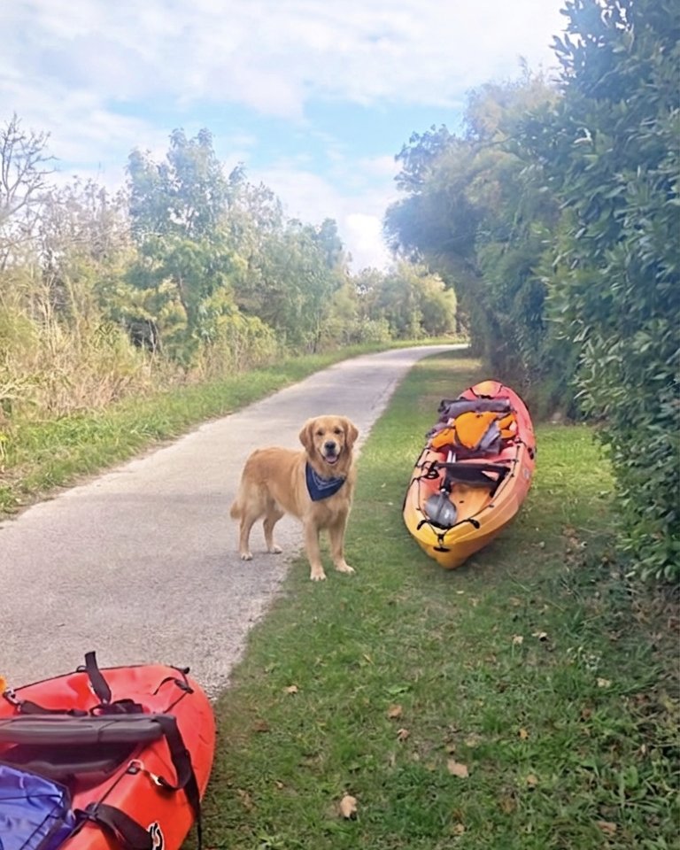 Chien et kayaks prêts pour une balade sur les marais