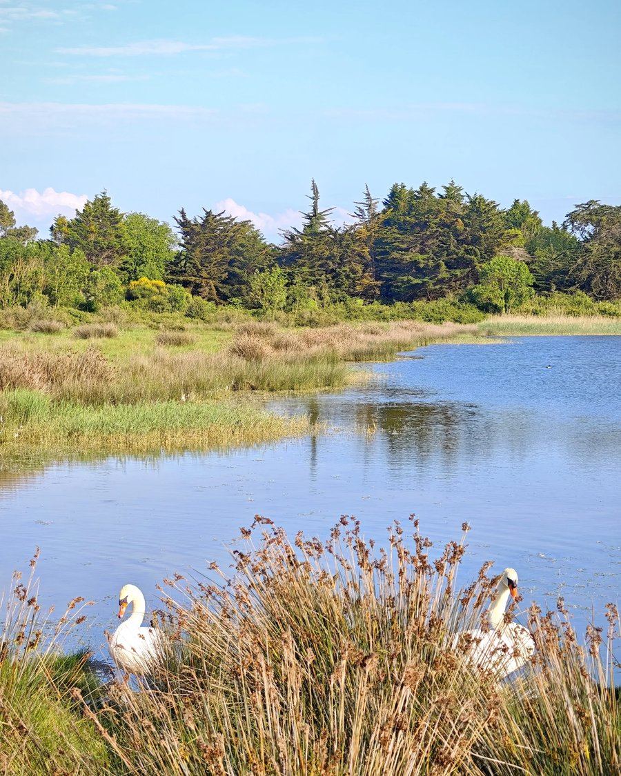 Cygnes sur l'étang du marais salant