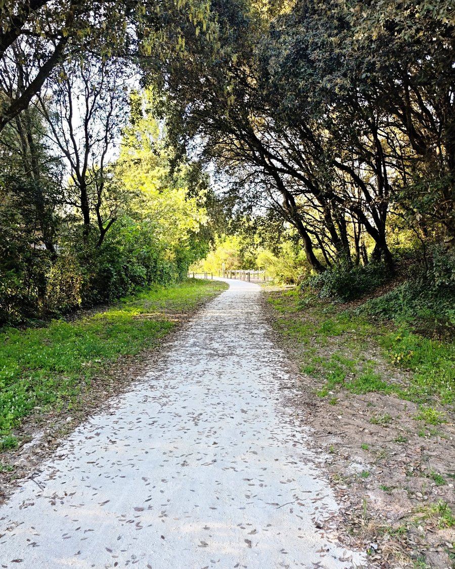 Sentier sous les pins de la forêt domaniale des Saumonards