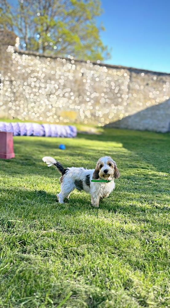 Petit chien dans les jardins du Manoir